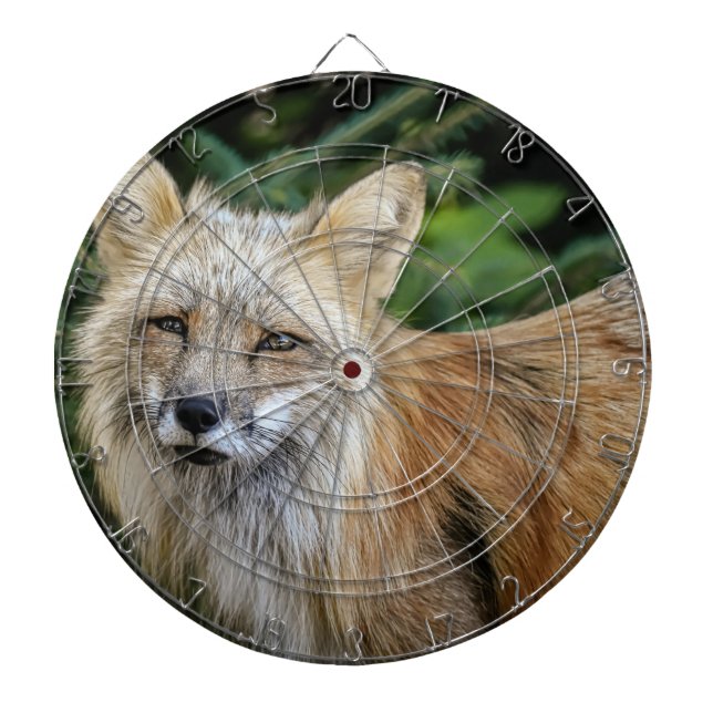 Cible De Fléchettes Renard sauvage (Devant)