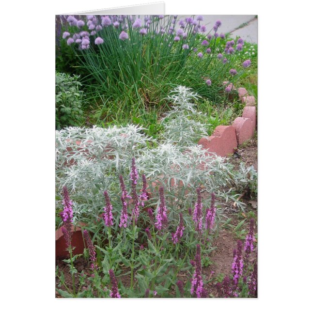 ciboulette, artésie et salvia (Devant)