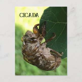 Cicada - Carte postale