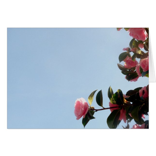 Ciel bleu fleur rose Camellia (Devant horizontal)