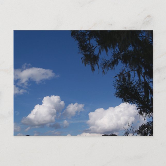 Ciel bleu nuages blancs & arbre sur carte postale (Devant)