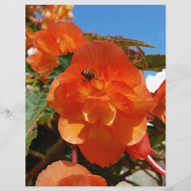 ciel, fleurs et abeille (Devant)