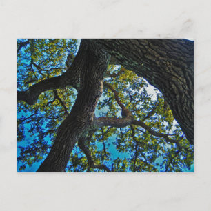 Cieux la carte postale d'arbre de limite