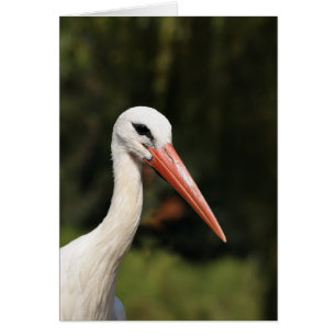 Cigogne - symbole de Strasbourg et d'Alsace, Franc