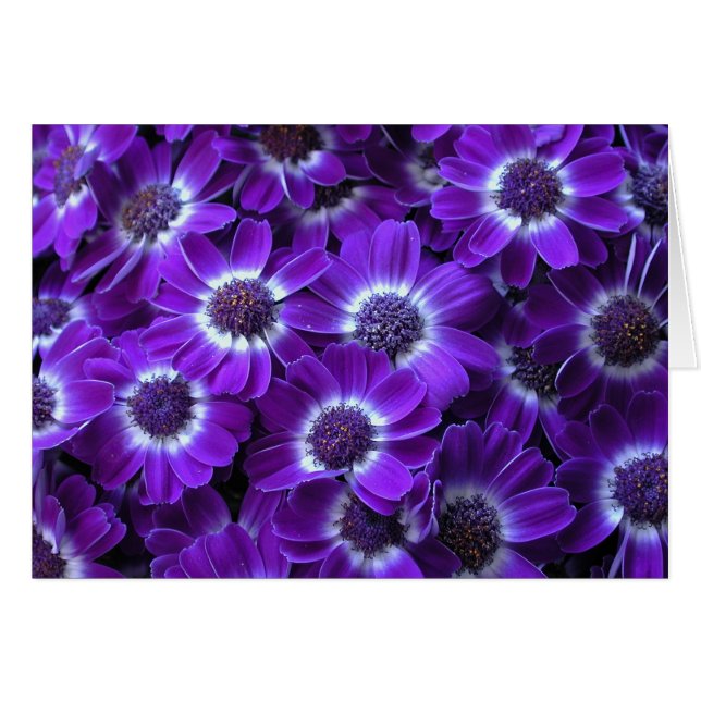 Cineraires blanches violettes (Devant horizontal)