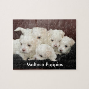 Cinq chiots maltais sur un puzzle