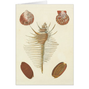 Cinq d'un coquillage