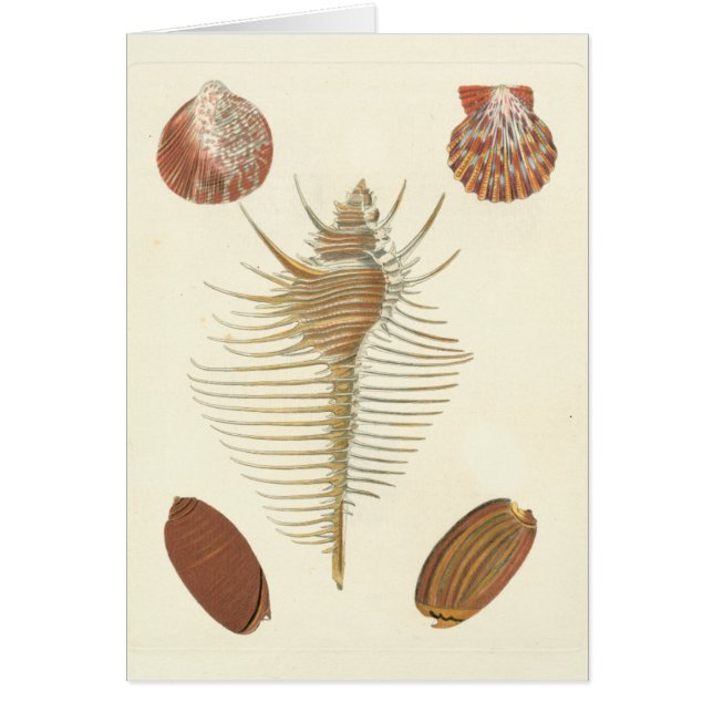 Cinq d'un coquillage (Devant)