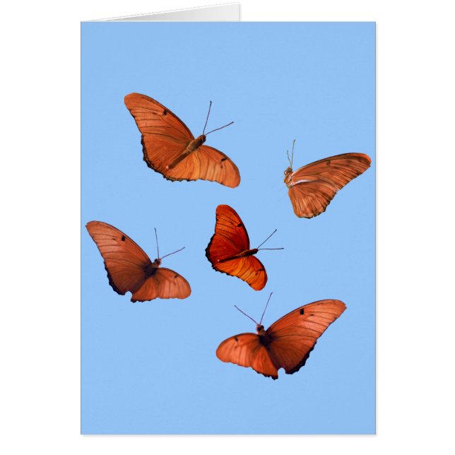 Cinq papillons de Julia (Devant)