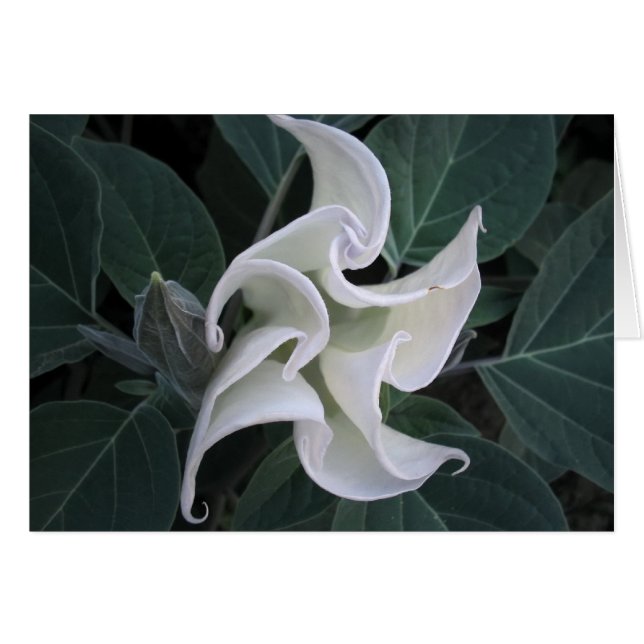 Circulation (Devant horizontal)