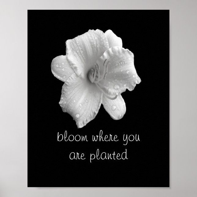 citation de motivation poster lily b&w photographi (Devant)