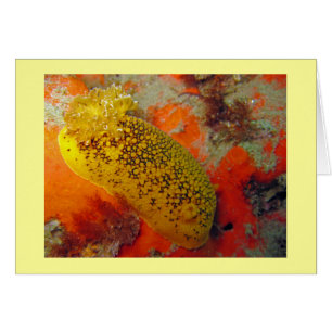 Citron de mer
