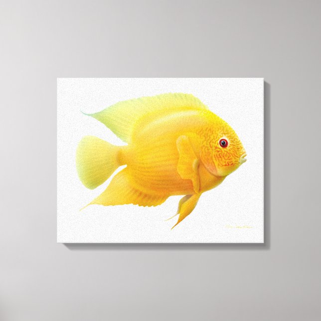 Citron Gold Severum Poisson Cichlid Toile Envelopp (Recto)