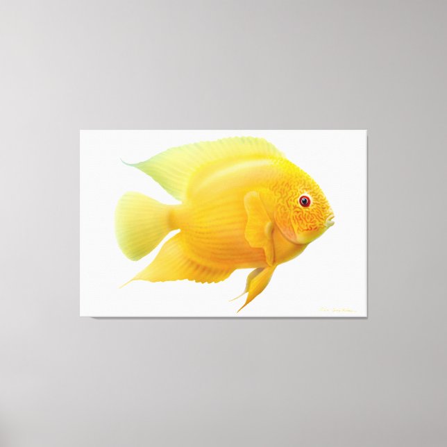 Citron Gold Severum Poisson Cichlid Toile Envelopp (Recto)
