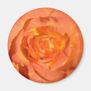 Citrons et aimant rose d'oranges