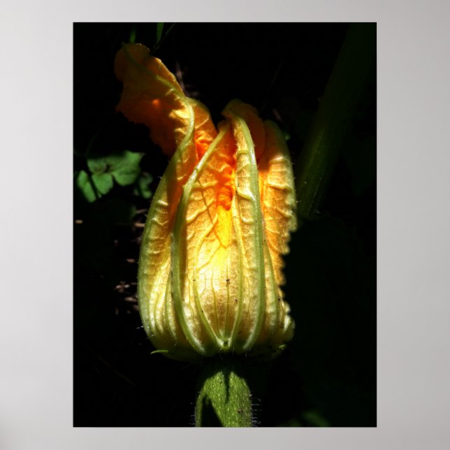 Citrouille Blossoms Value Poster Papier (Devant)