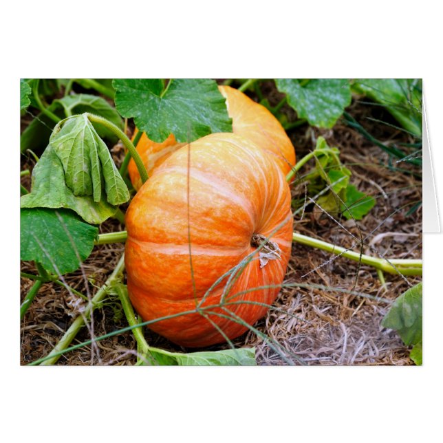 Citrouille de Cendrillon orange (Devant horizontal)