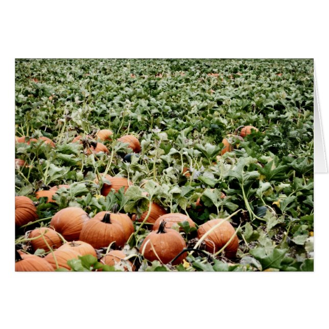 Citrouille Patch à Lawrence, KS (Devant horizontal)