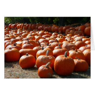 Citrouille Patch Automne Harvest Photographie