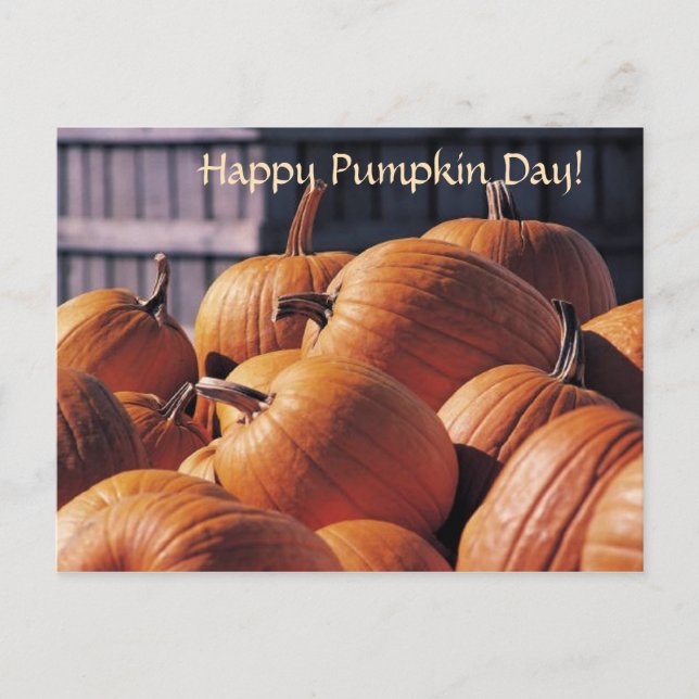 Citrouilles dans un bac - Carte postale d'Hallowee (Devant)