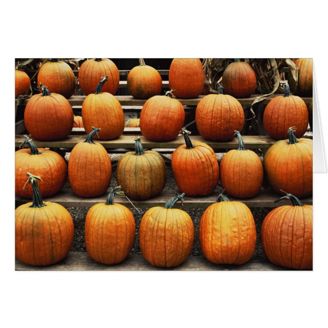 Citrouilles d'automne (Devant horizontal)