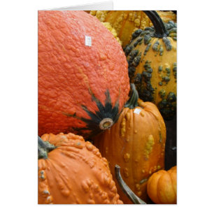 Citrouilles et squash