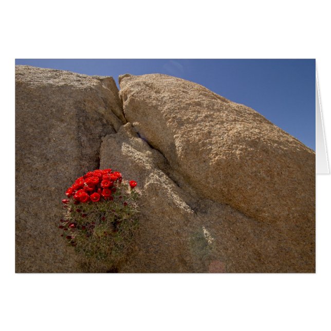 Claret cup ou cactus de Mojave en fleurs (Devant horizontal)