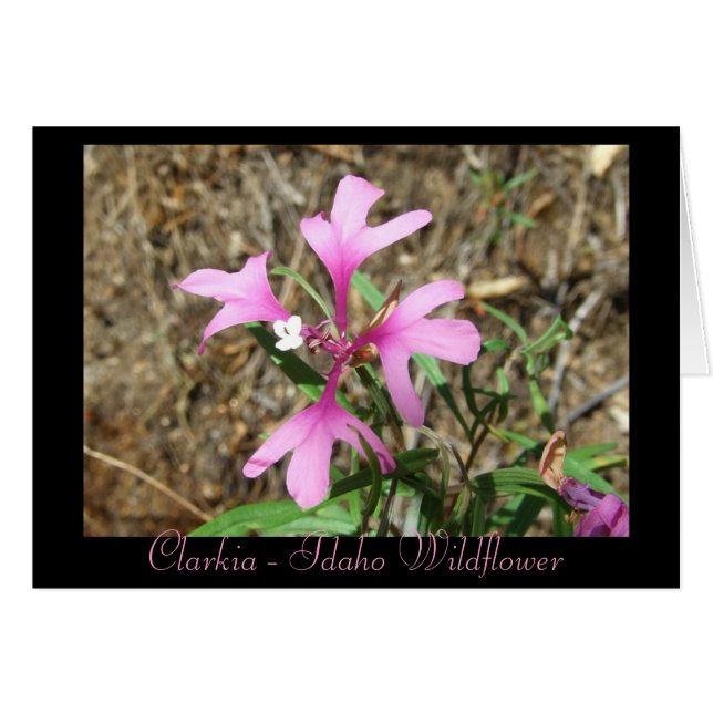 Clarkia - Fleur sauvage Idaho (carte vierge) (Devant horizontal)