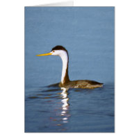 Clark's Grebe Painting - Art original pour les ois