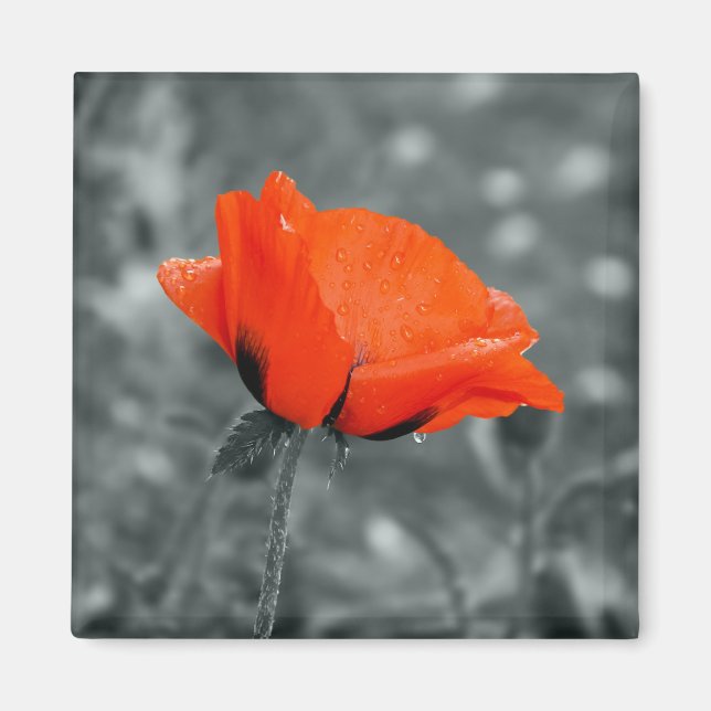 Clé de couleur Aimant Poppy (Devant)