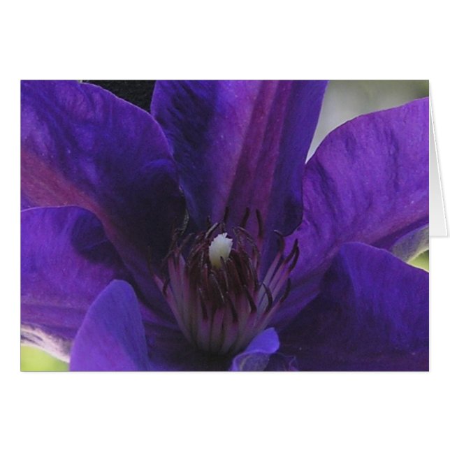 Clematis (Devant Horizontal)