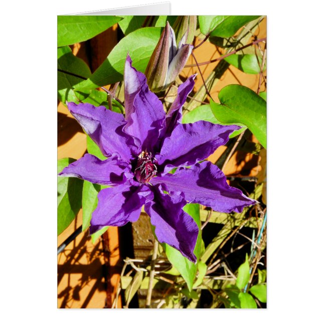 CLEMATIS GREETING CARTE (Devant)