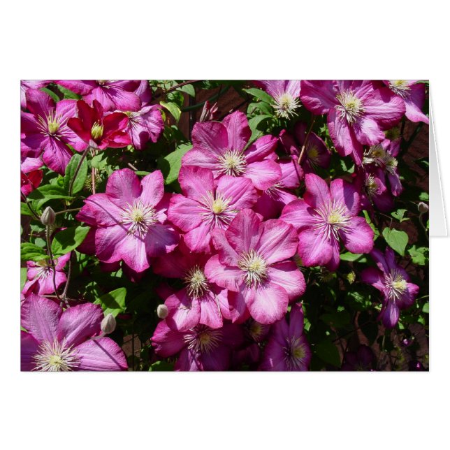 Clematis in Bloom (Devant horizontal)
