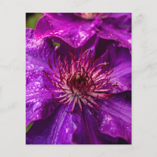 Clematis Le Président (Devant)