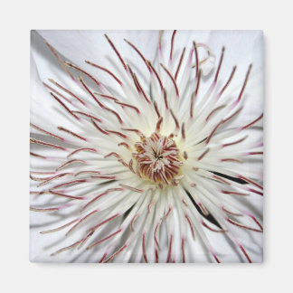 Clematis Magnet