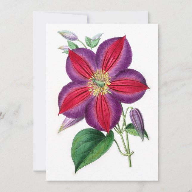 Clematis Magnifica (Devant)