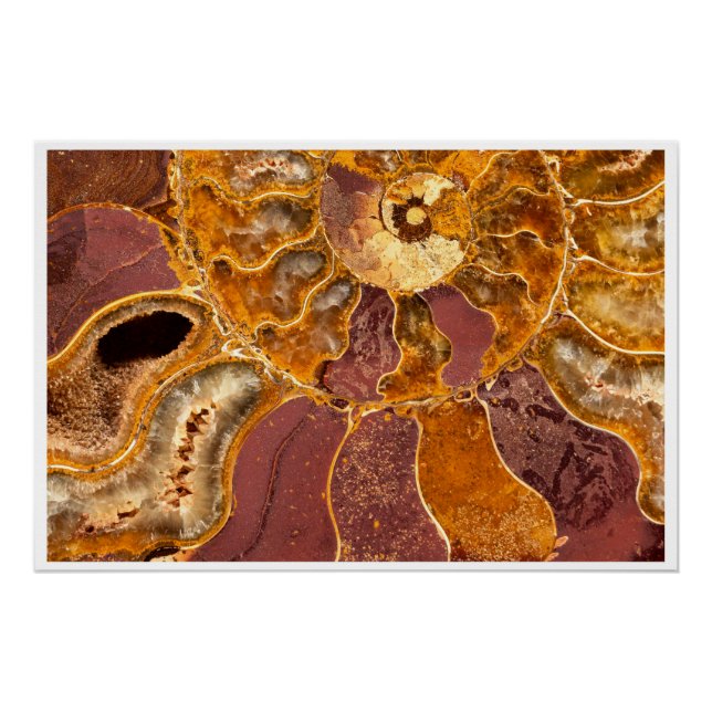 Cleoniceras Ammonite Fossile Art Mural Nature Impr (Devant)