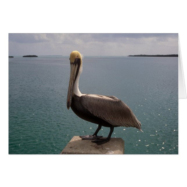 Clés Brown de la Floride de pélican (Devant horizontal)