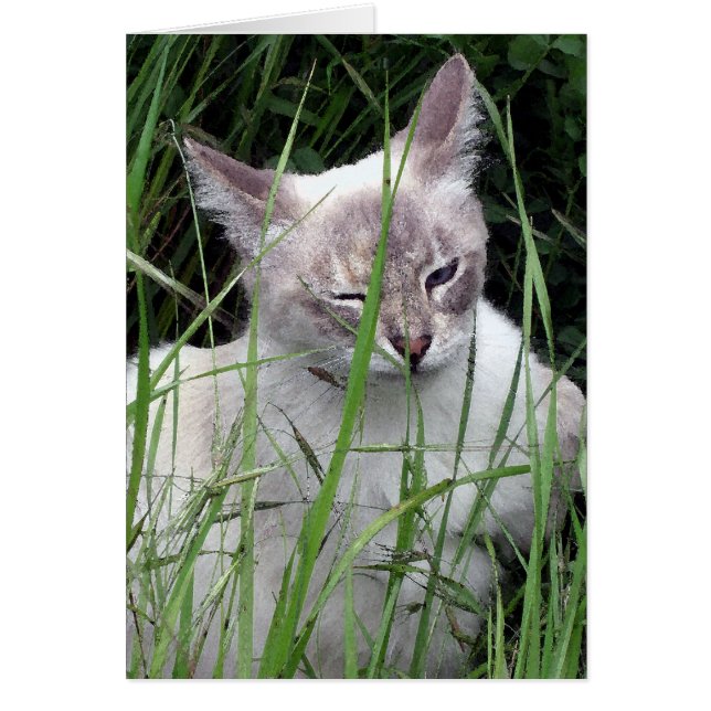 Cligner de l'oeil des cartes de chat (Devant)