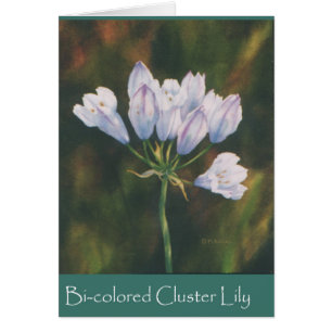Clin de cluster bicolore