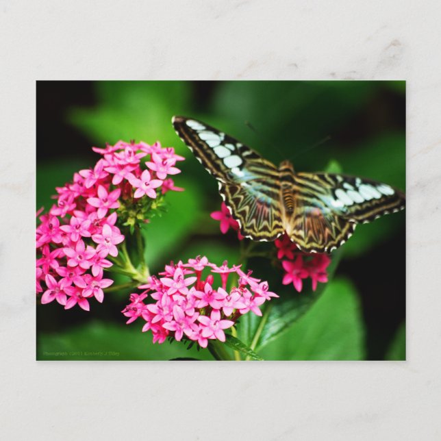 Clipper sur Pentas 1 Carte postale (Devant)