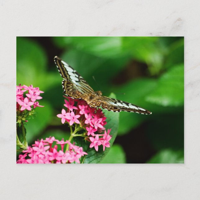 Clipper sur Pentas 2 Carte postale (Devant)