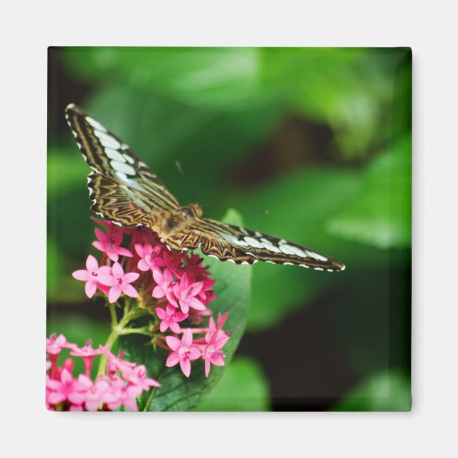 Clipper sur Pentas 2 Magnet (Devant)