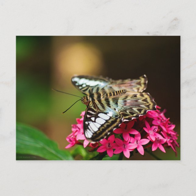 Clipper sur Pentas 3 Carte Postale (Devant)