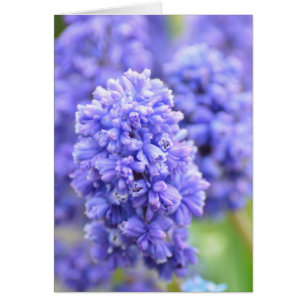 Cloches bleues