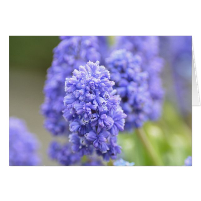 Cloches bleues (Devant horizontal)
