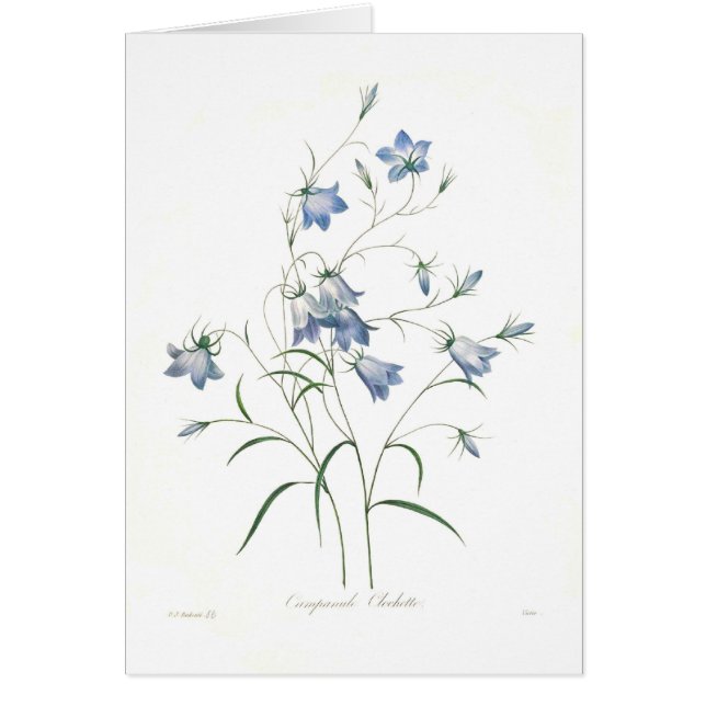 Clochette de Campanula (Devant)