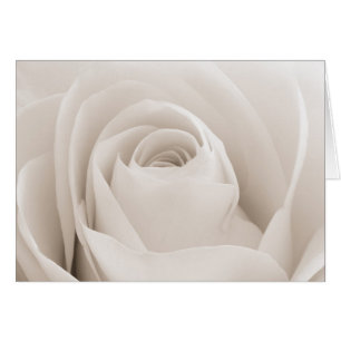 Close up of White Rose