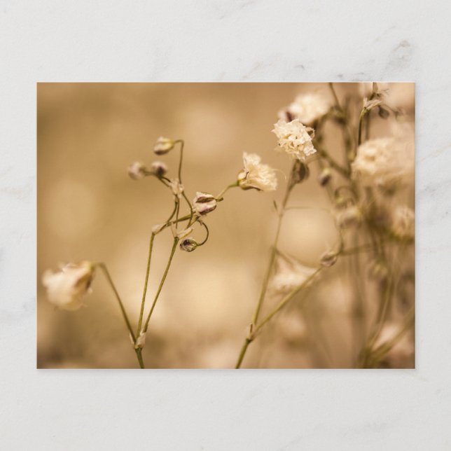 Closeudo Fleur Sauvage Avec Carte Postale Séphia C (Devant)