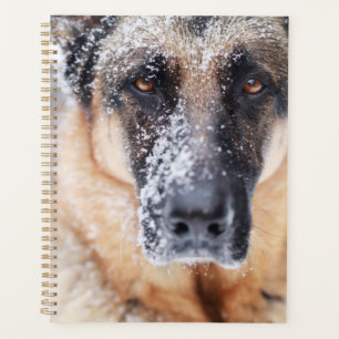 Closeup Berger Allemand Couvert De Neige